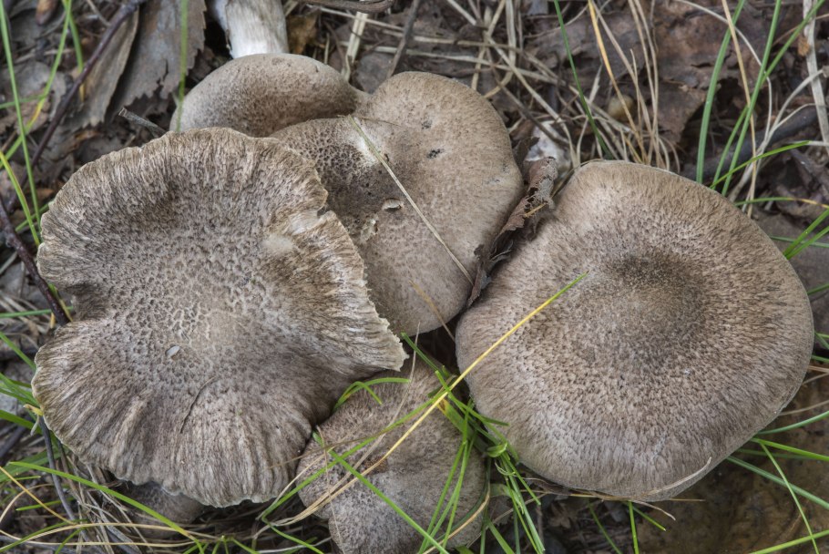 Рядовка штриховатая (Tricholoma portentosum).