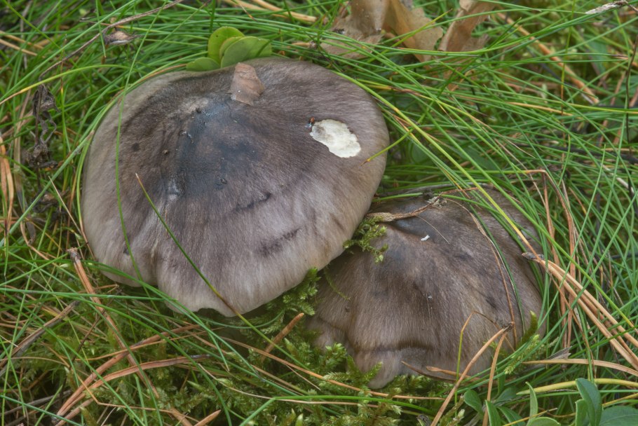 Грибы Петушки рядовки