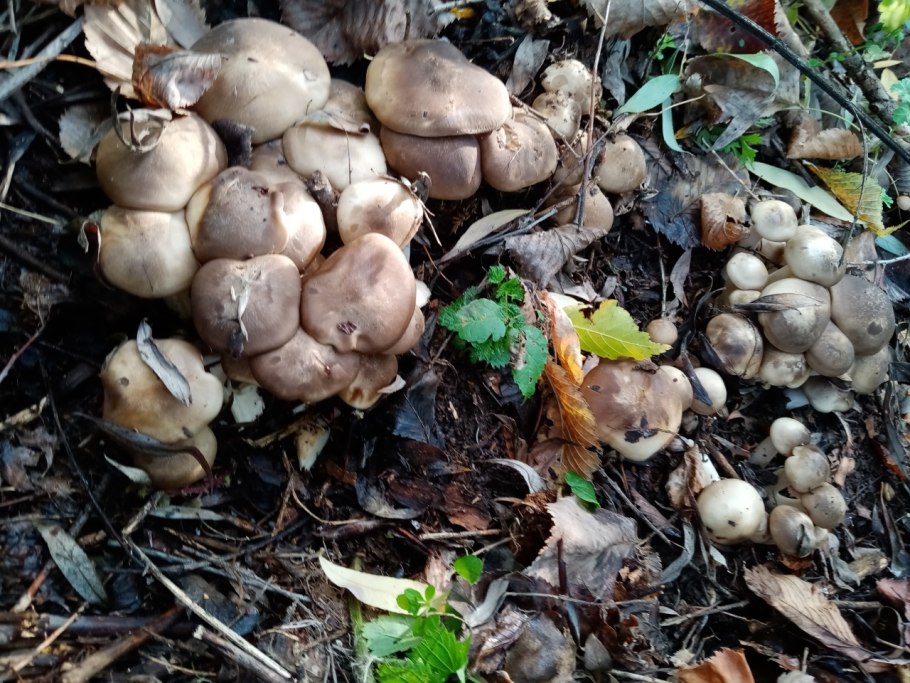 Грибы опята опенки рядовки