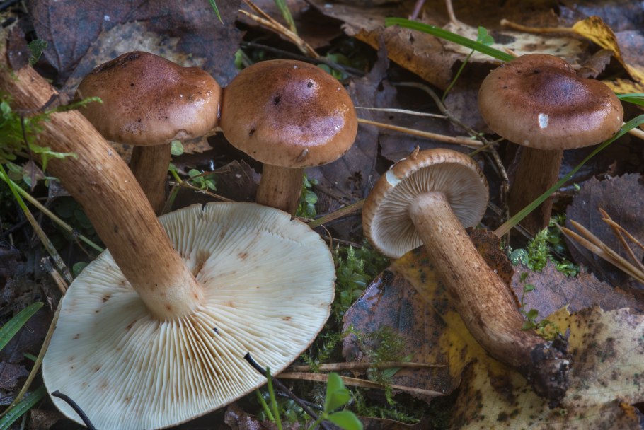 Грибы луговые рядовки