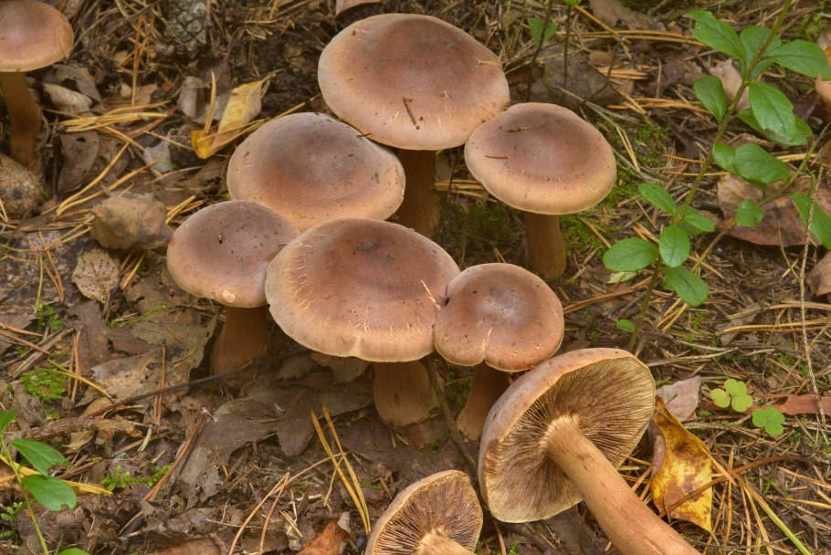 Рядовка Чешуйчатая Tricholoma imbricatum