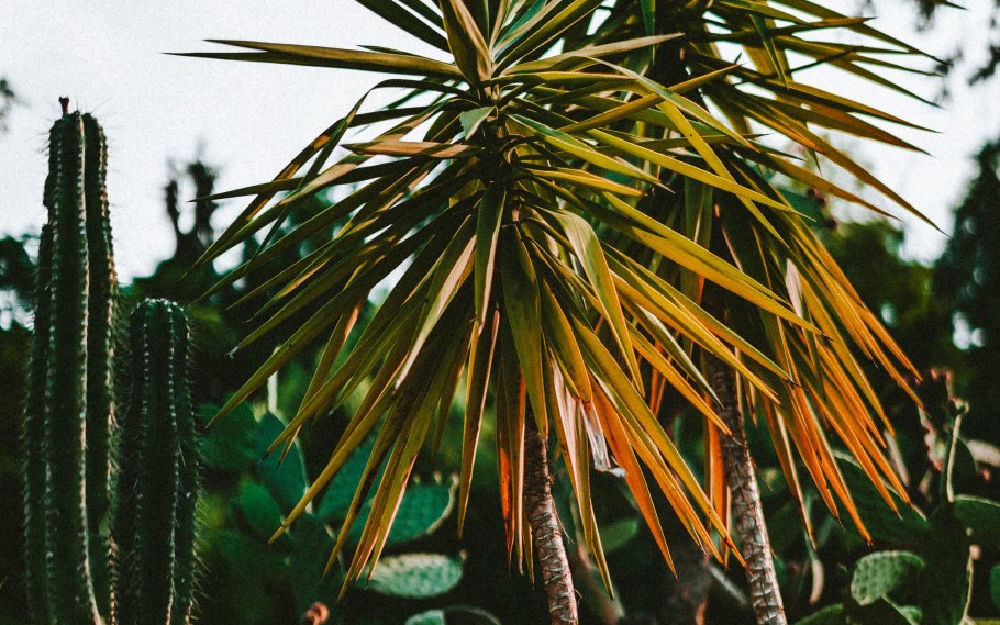 Кактус пахиподиум