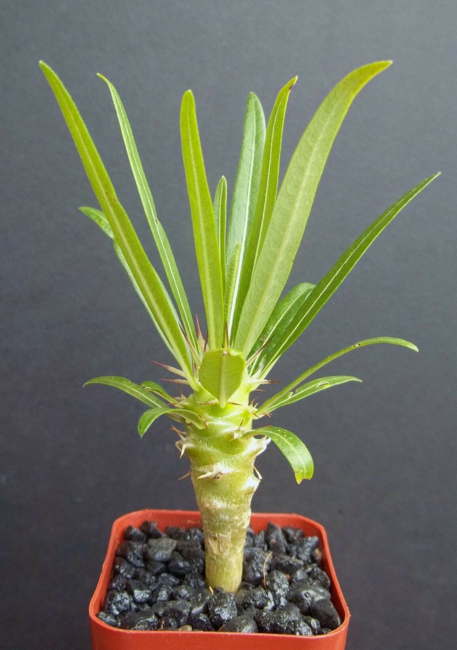 Цветок пахиподиум ламера