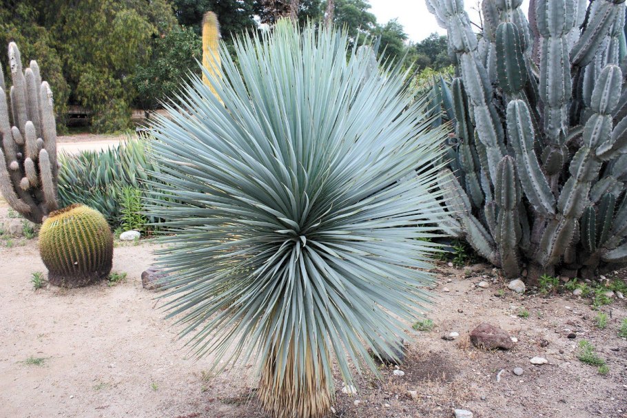 Мадагаскарская Пальма пахиподиум цветение