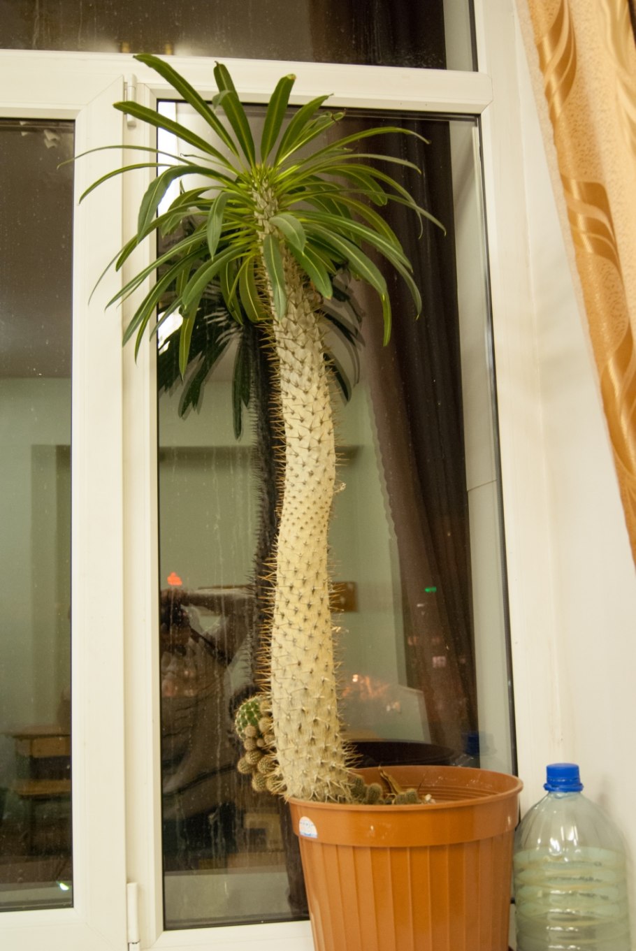 Кактусы Мадагаскара