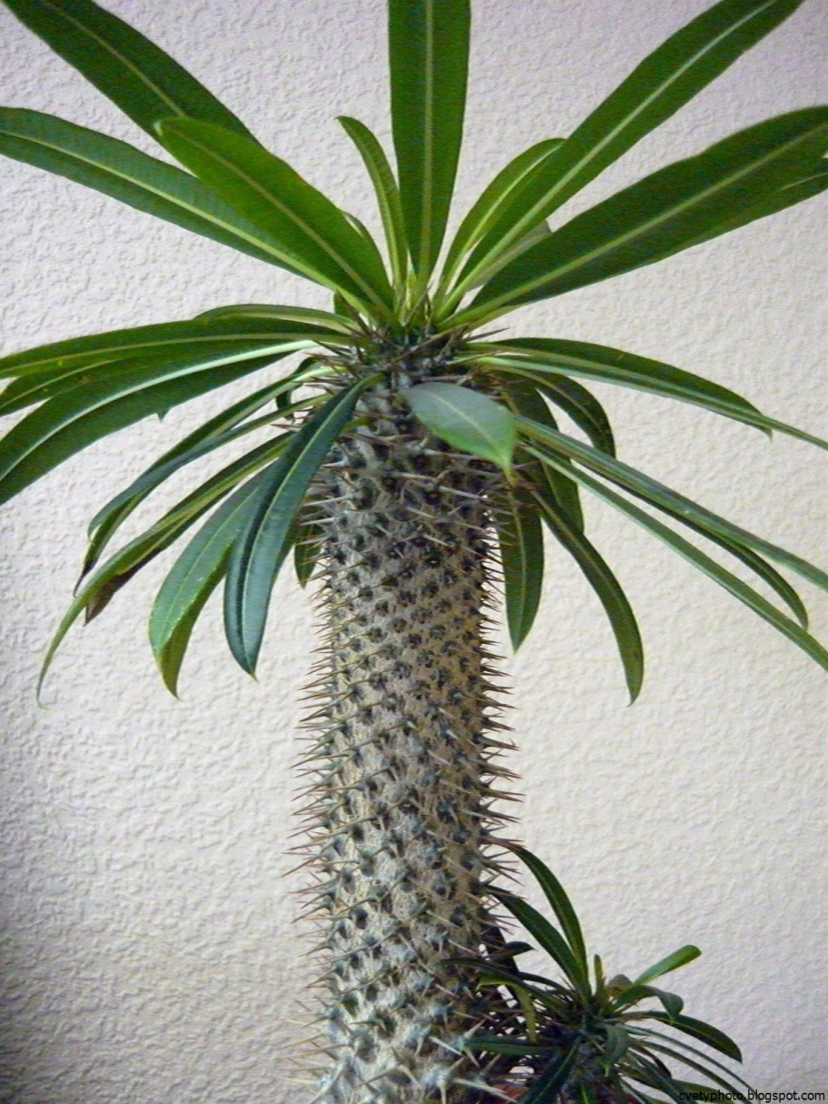 Сагуаро плоды