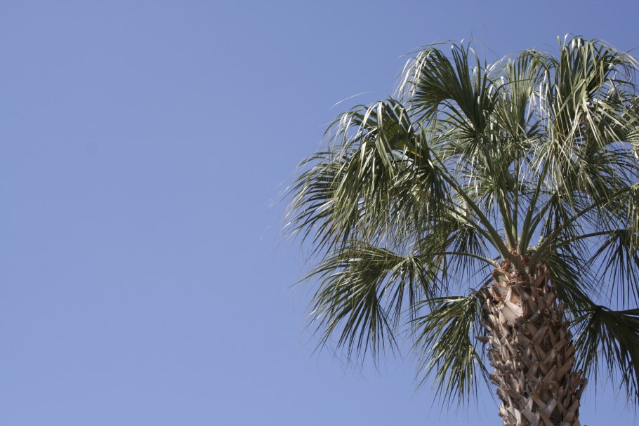 Кактус похожий на Тещин язык