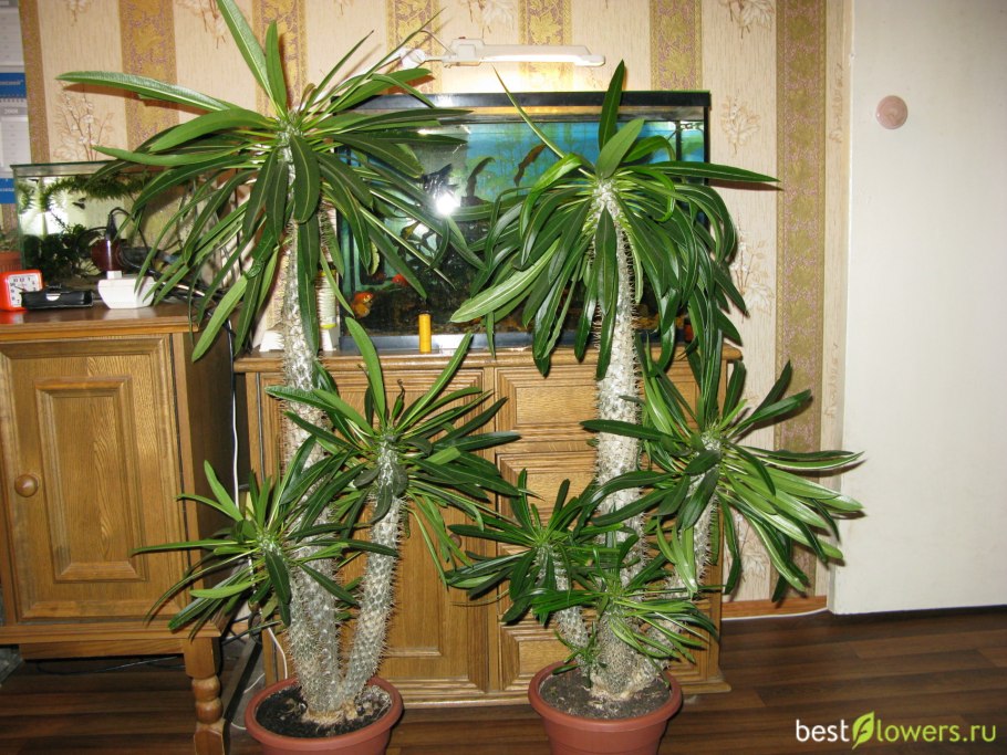 Пахиподиум Мадагаскарская Пальма комнатная