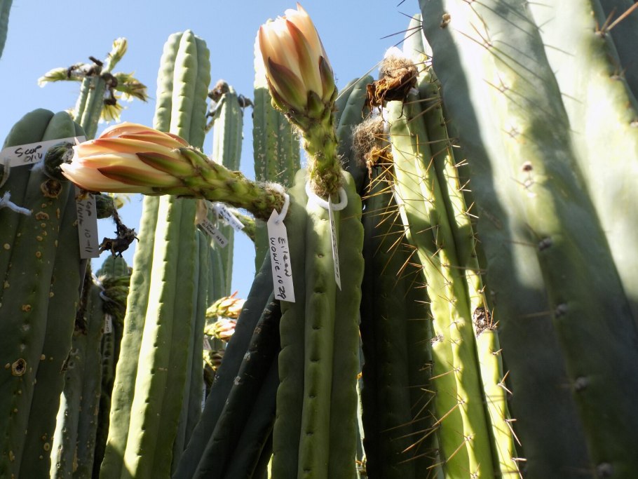 Питомец который лазит на высокие деревья пальмы