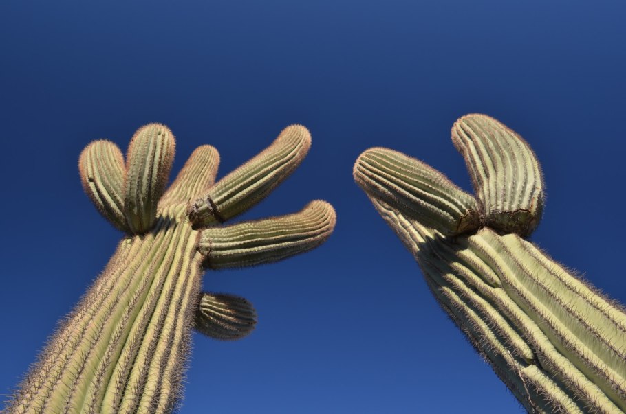 Молочай беложильчатый (Обезьянья Пальма)