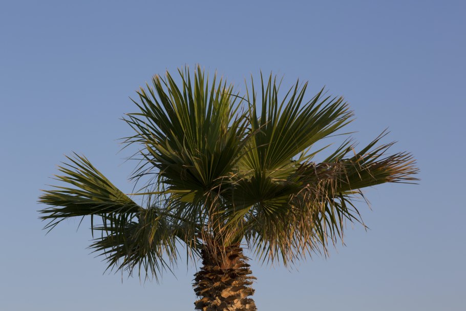 Колючая карликовая Пальма