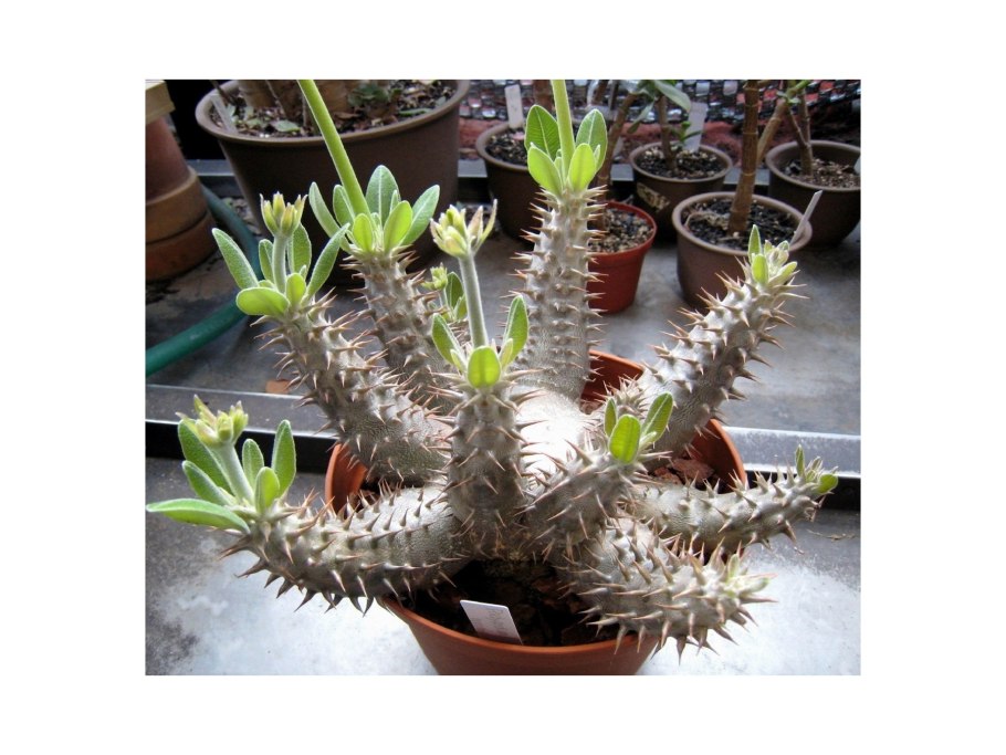 Пахиподиум ламера