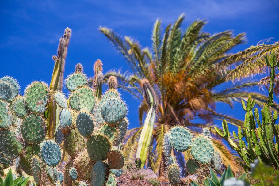 Опунция кактус сочи