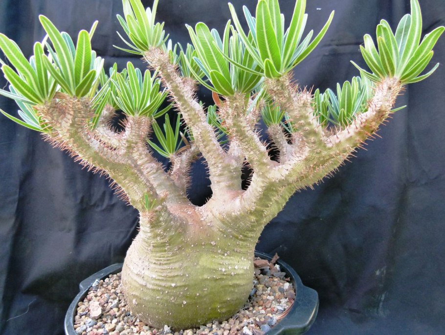 Пальма опунция