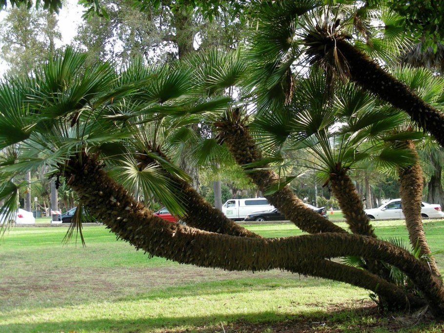 Юкка rostrata (сорт 'Sapphire Skies')