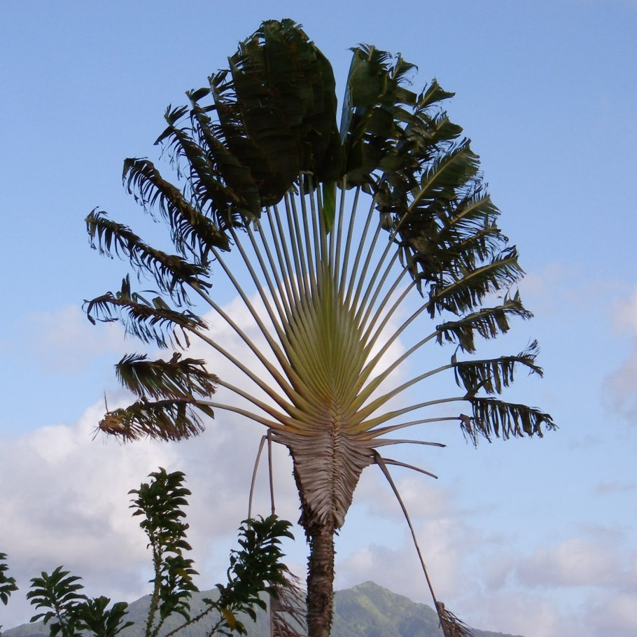 Алоэ колючий Пальма