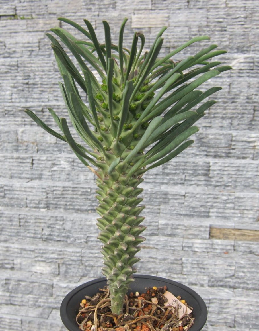 Оксалис Суккулентный