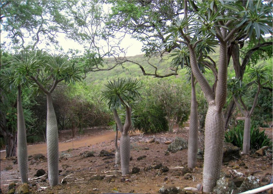 Мадагаскарская Пальма ламера