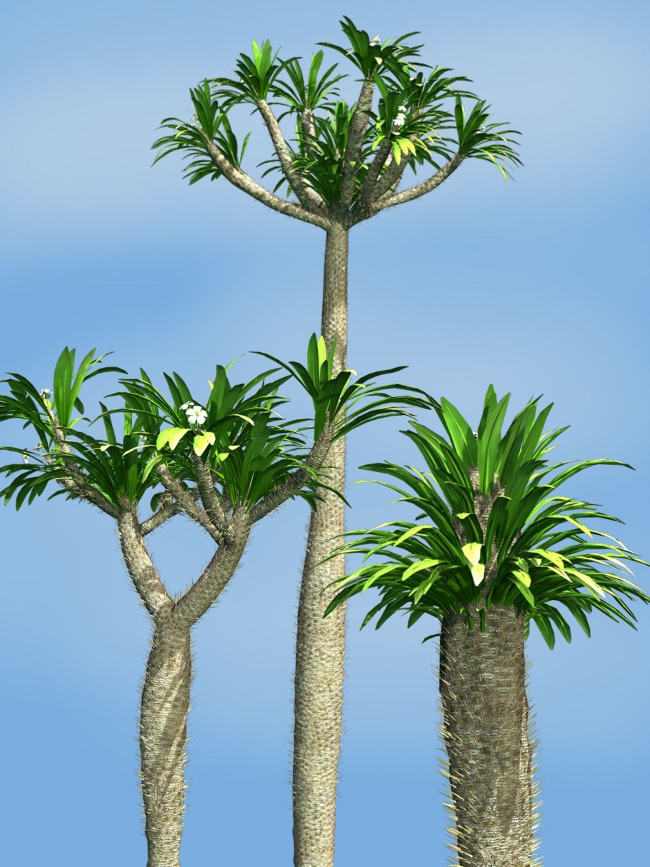 Мадагаскарская Пальма