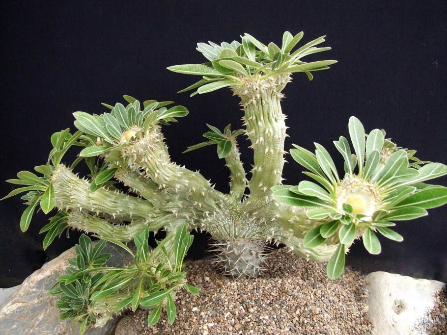 Кактус Trichocereus bridgesii