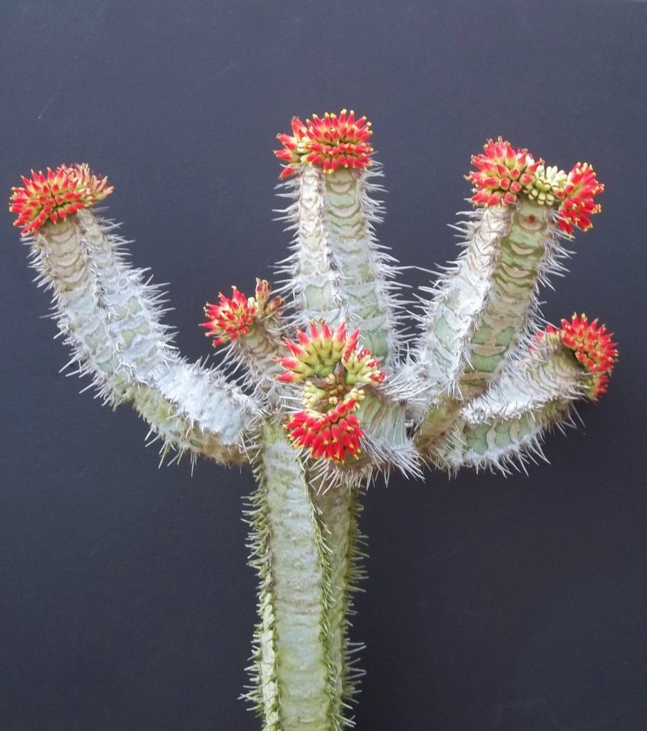 Кактус Юкка