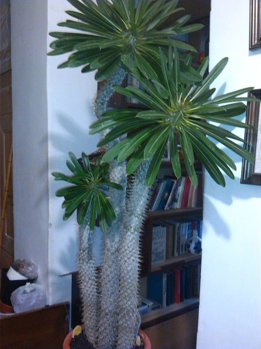 Мадагаскарская Пальма