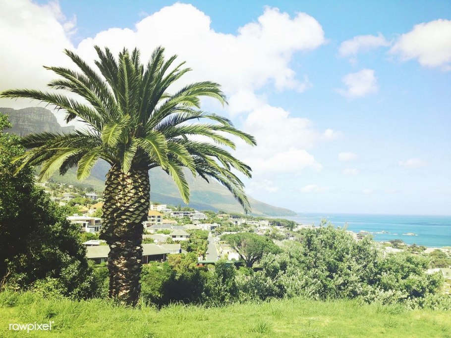 Молочай цереусовидный (Euphorbia cereiformis)