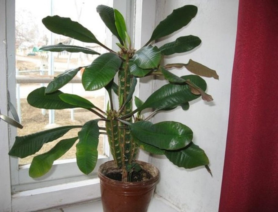 Ливистона китайская (Livistona chinensis)