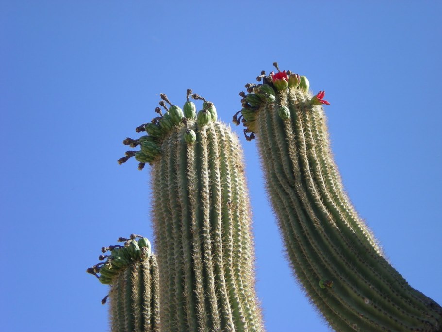 Cactus Parts
