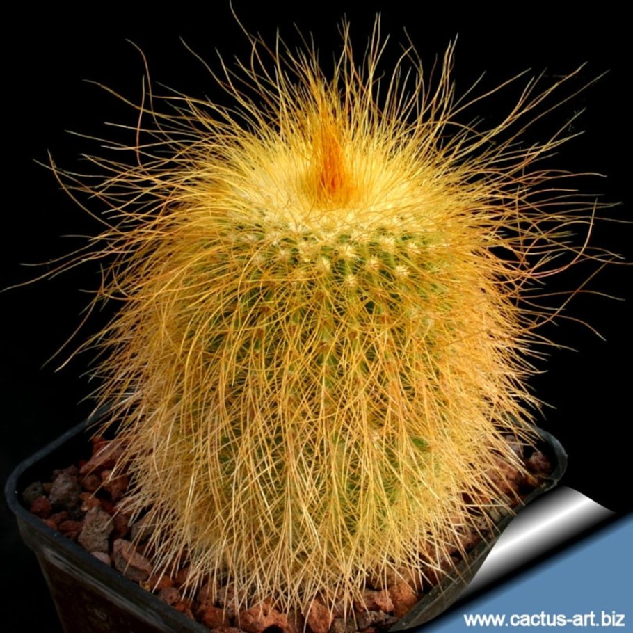 Нотокактус Ленингхауза Нотокактус Ленингхауза