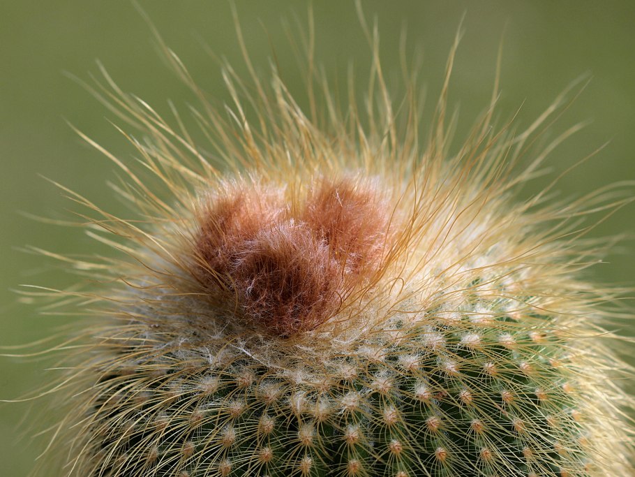 Eriocactus leninghausii