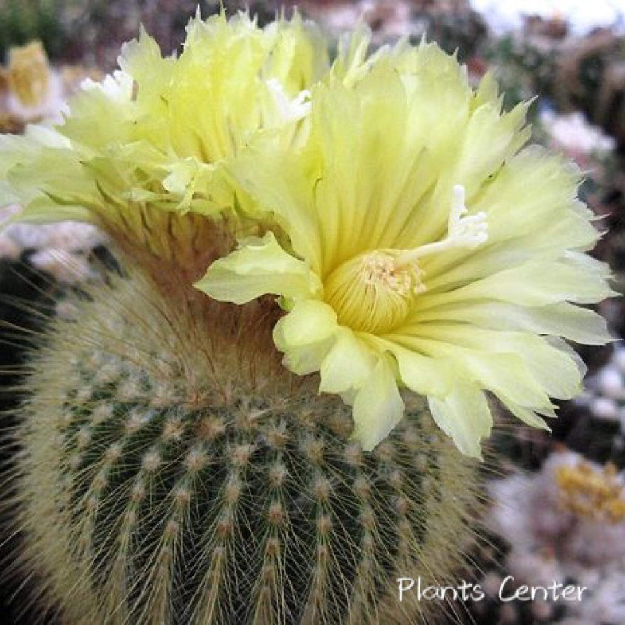 Кактус Нотокактус leninghausii