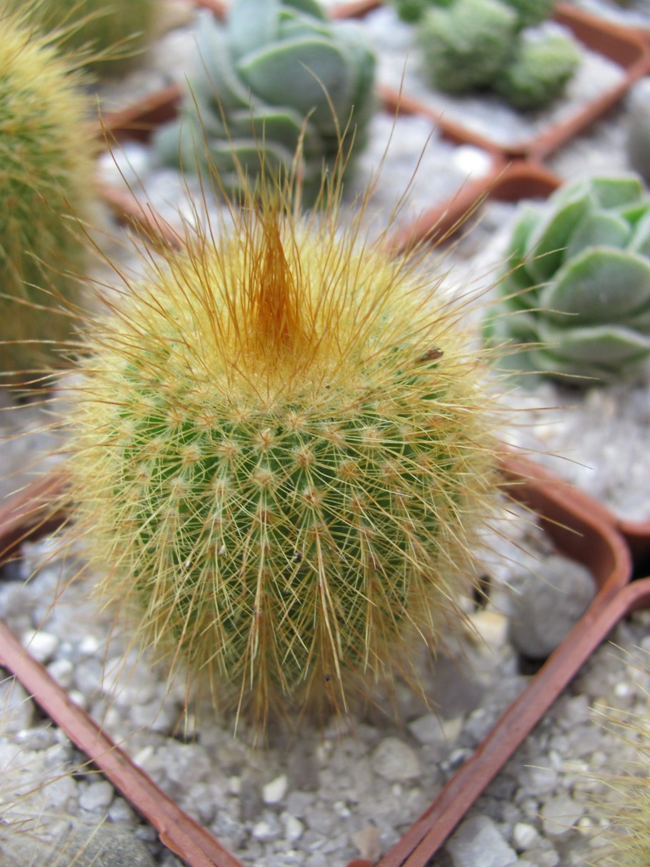 Eriocactus (Notocactus) leninghausii