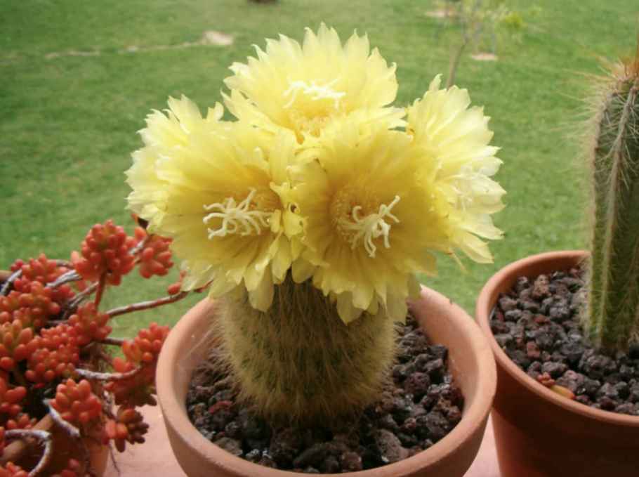 Нотокактус Ленингхауза