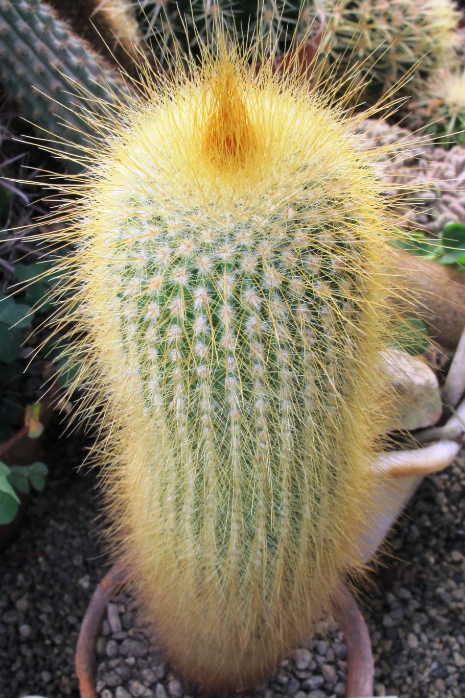 Нотокактус Ленингхауза (Notocactus leninghausii).