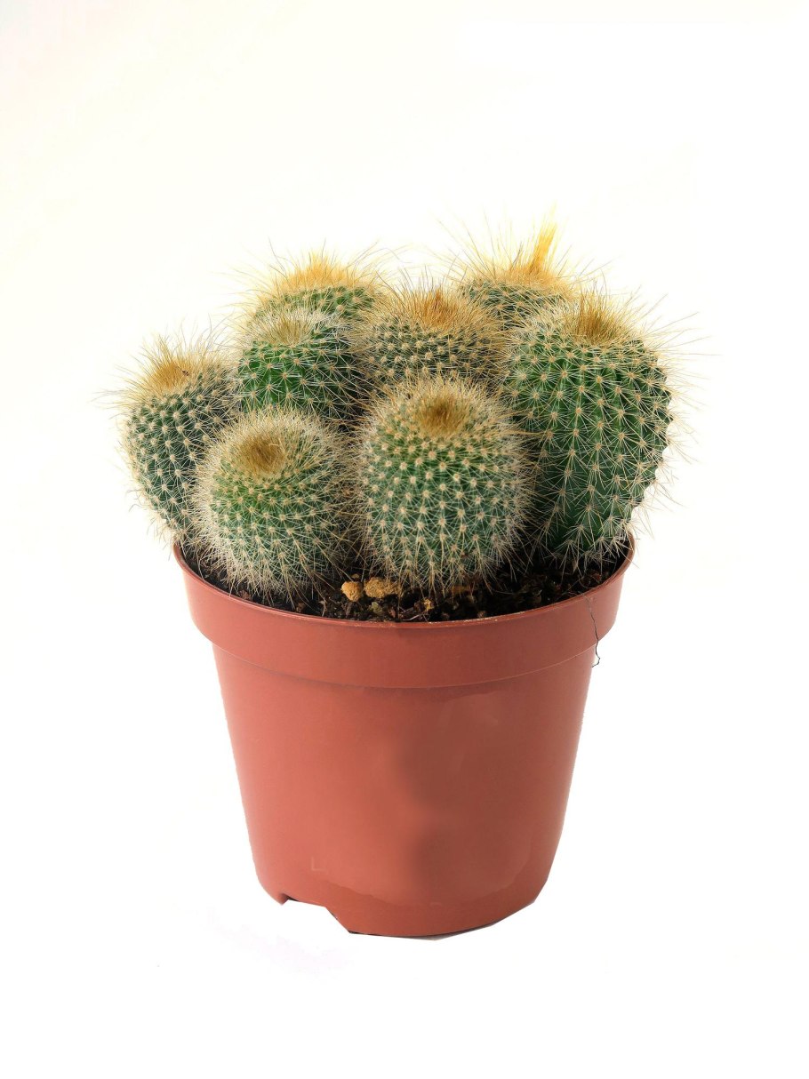 Кактус Нотокактус Отто