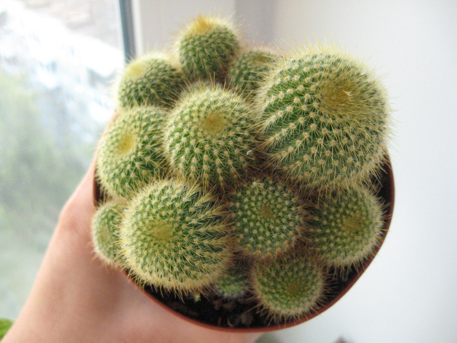 Parodia leninghausii (пародия)