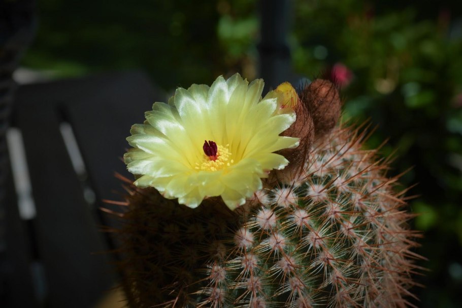 Кактус Эриокактус Магнификус