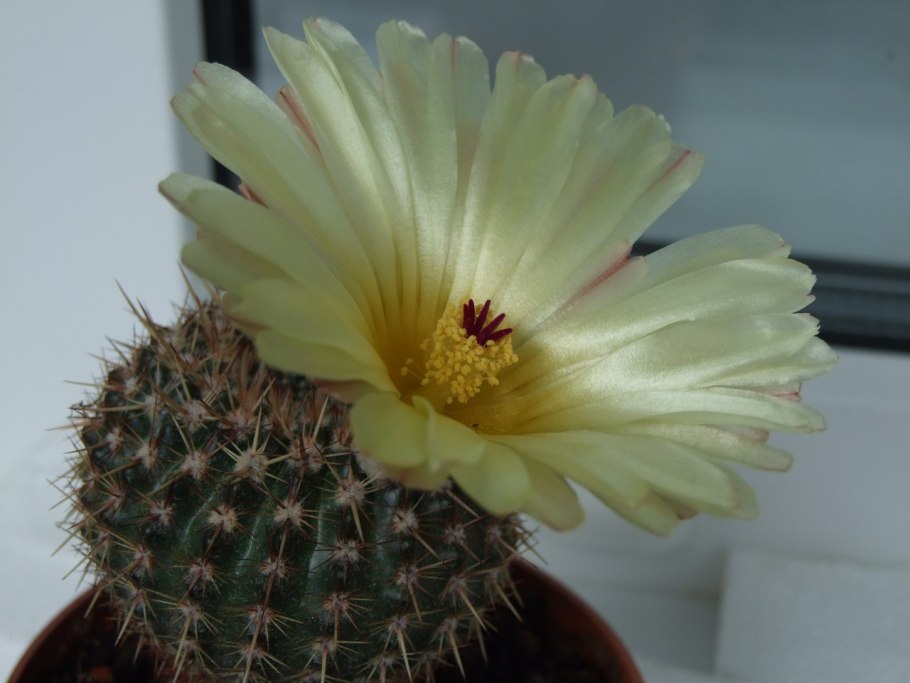 Нотокактус отто