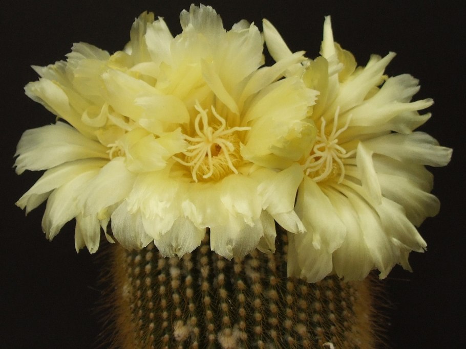 Notocactus leninghausii инермис