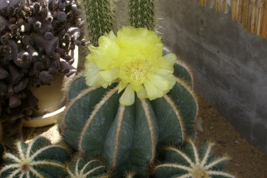 Sulcorebutia rauschii HS 121