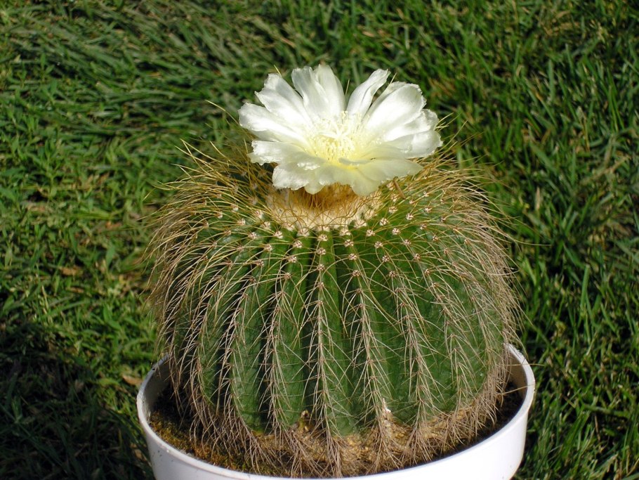Notocactus tureczekianus