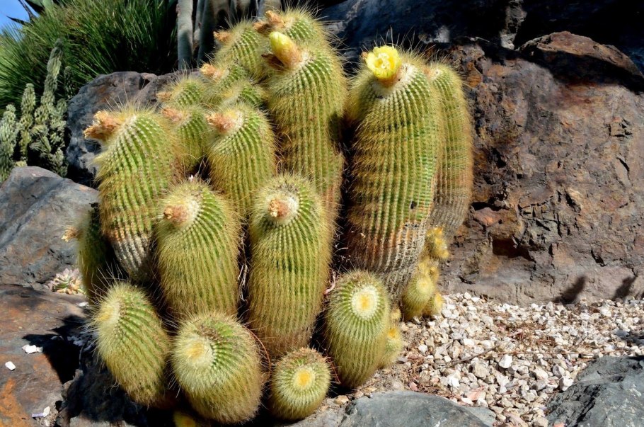 Эриокактус вараси