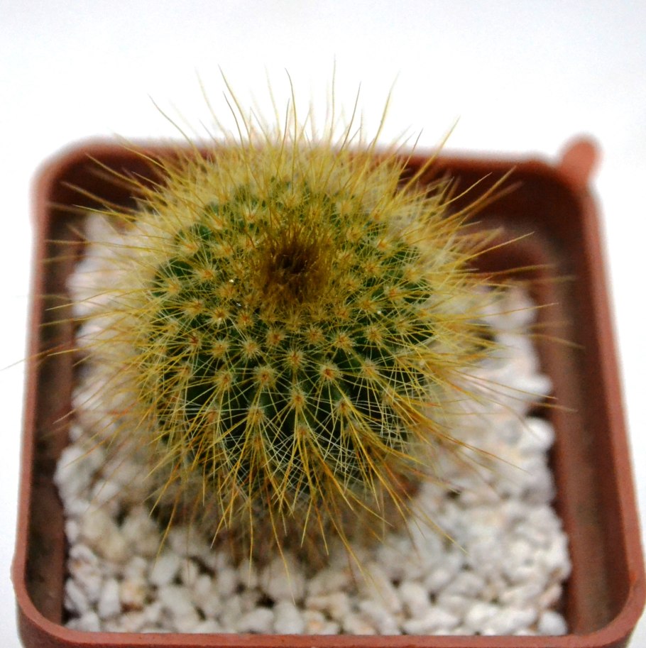 Кактус пародия Ленингхауза