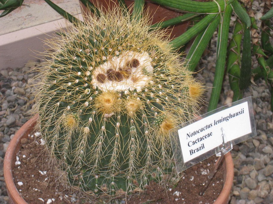 Notocactus warasii Кактус