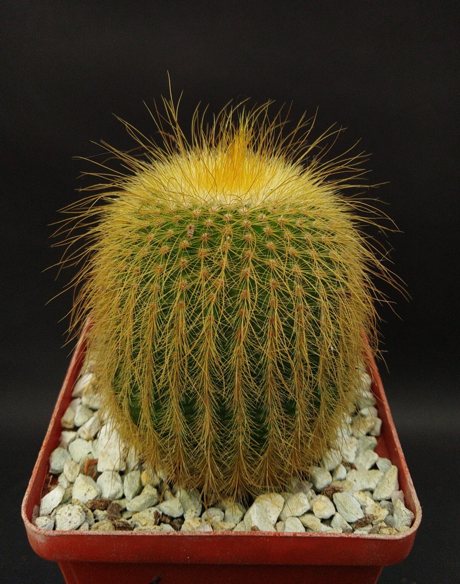 Нотокактус Ленингхауза (Notocactus leninghausii).