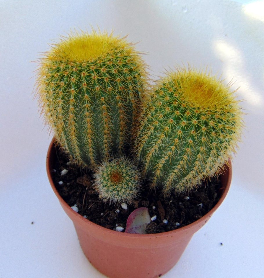 Eriocactus schumannianus