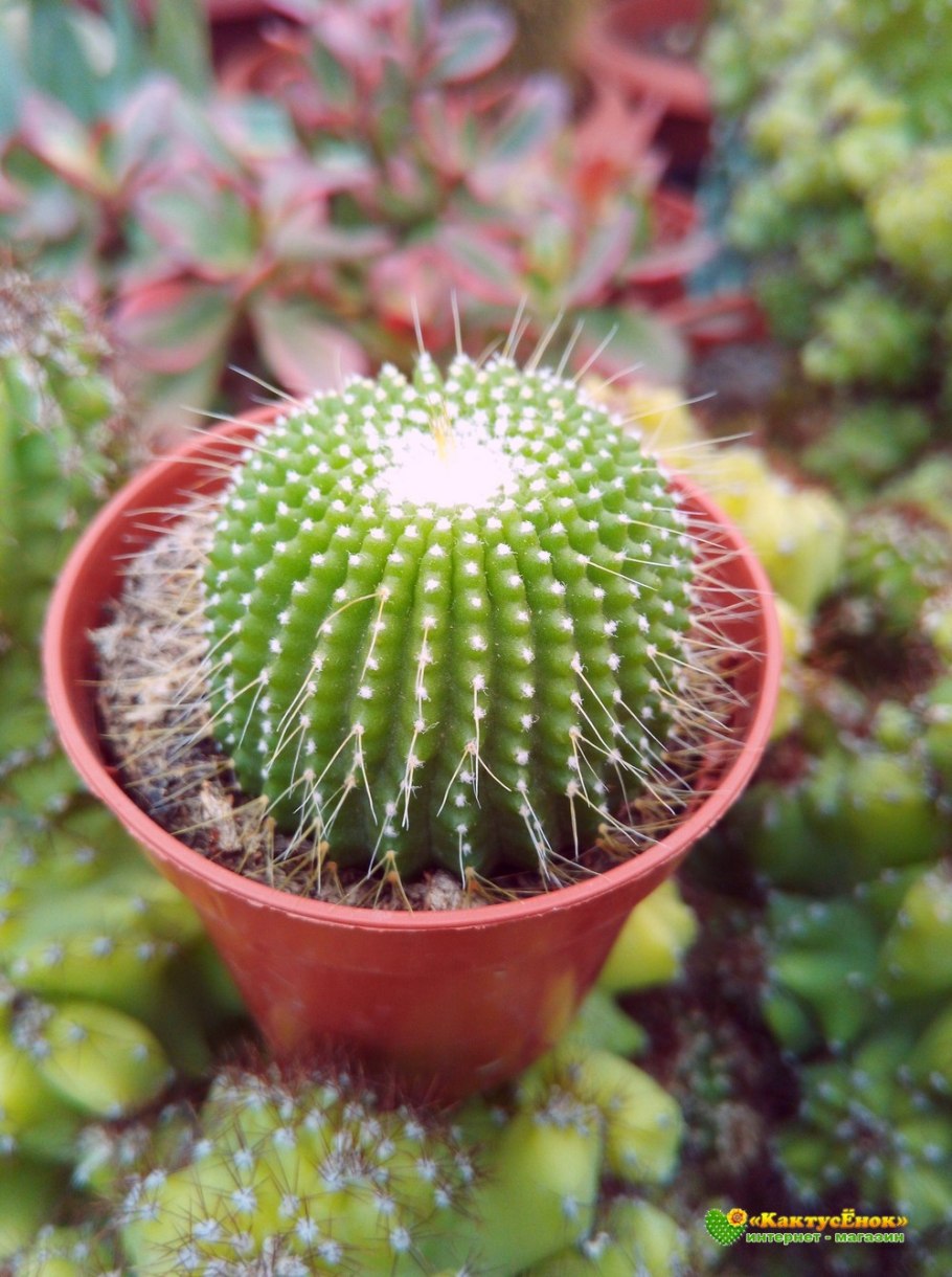 Эриокактус. Eriocactus_leninghausii