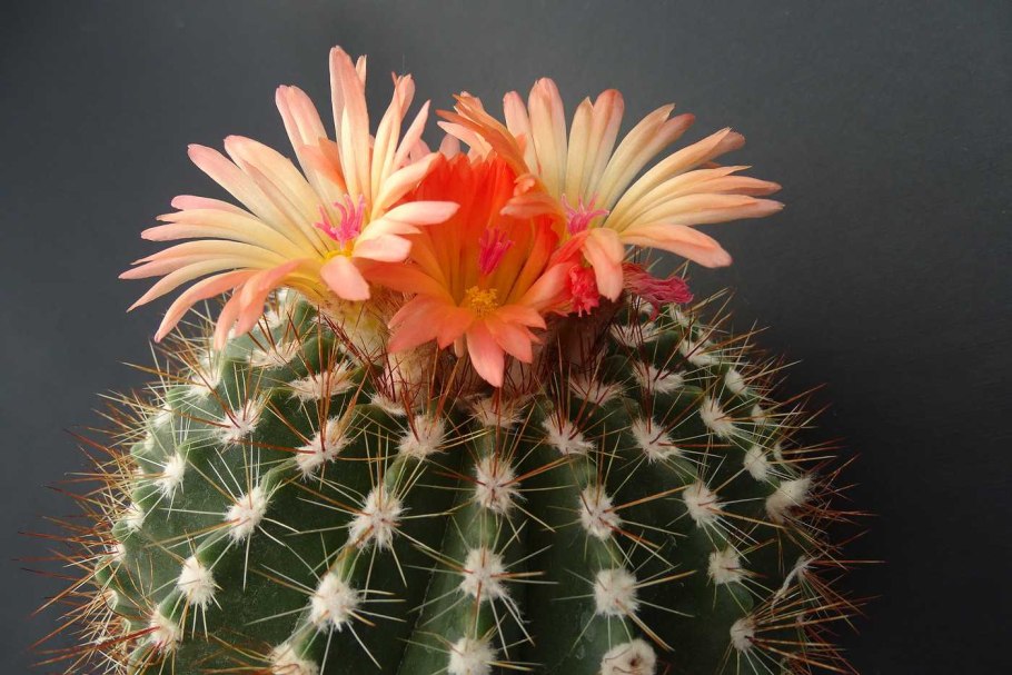 Нотокактус Ленингхауза Нотокактус Ленингхауза