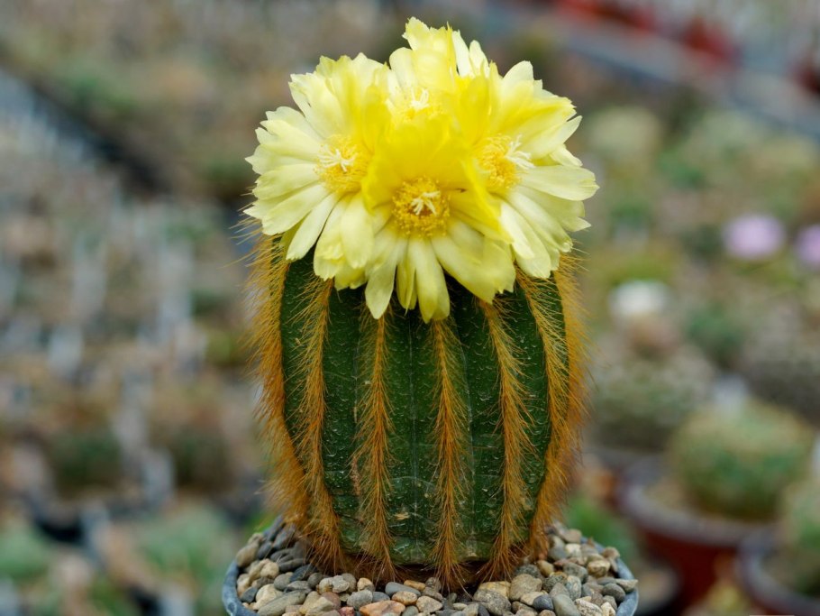 Кактус ленингхаузи